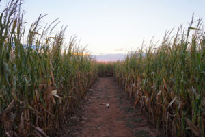 Texas Travel Diary | Getting Lost in a Texas Corn Maze
